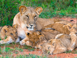 Do you hunt the prey for the lioness  and satisfy the hunger of the lions  when they crouch in their dens
    or lie in wait in a thicket? vs 38,39